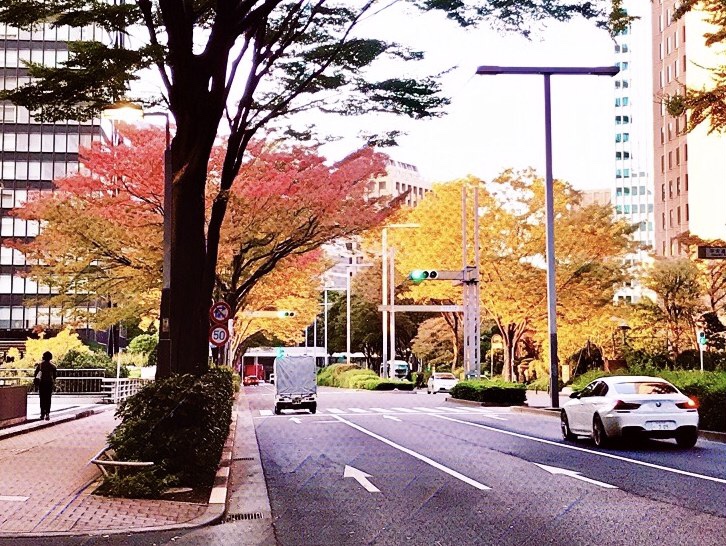 2020年秋、新宿区の紅葉の様子 1